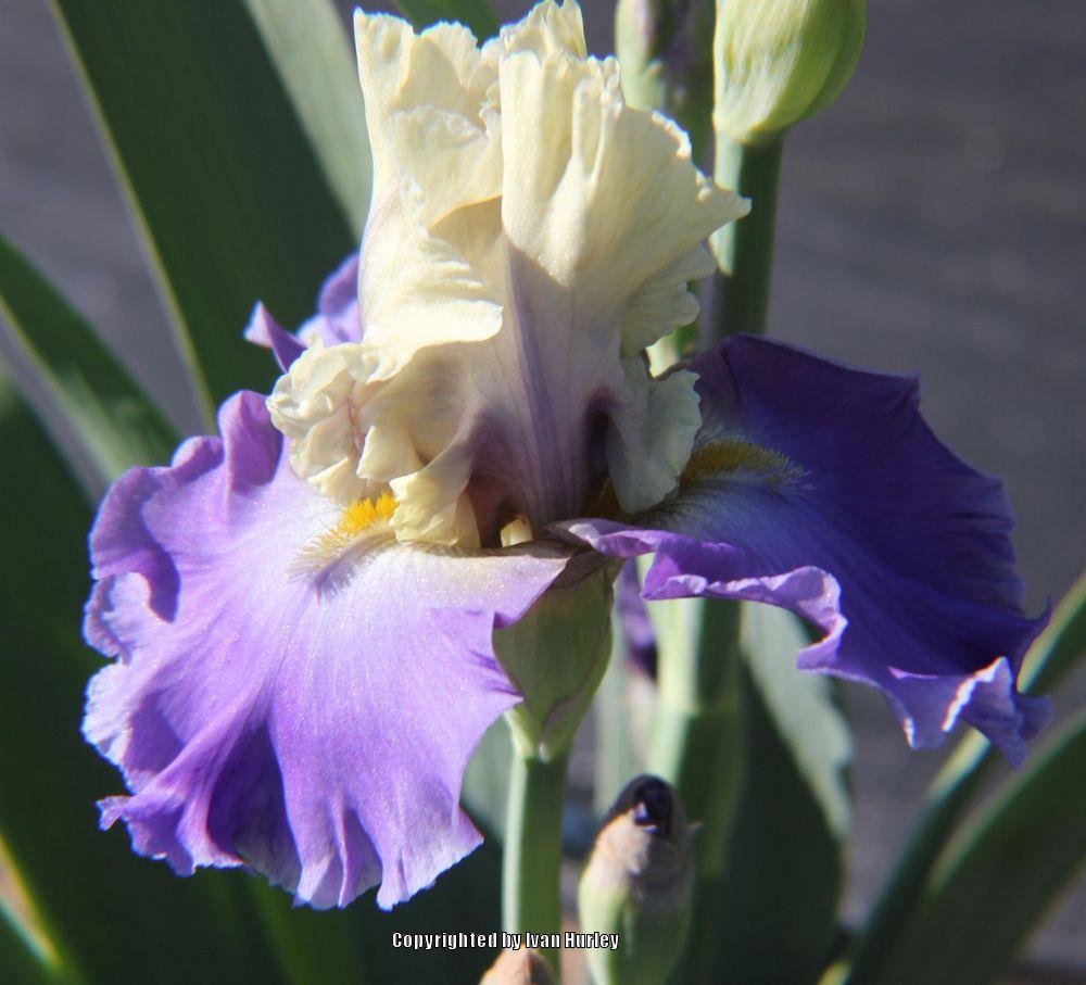 Photo of Tall Bearded Iris (Iris 'Subtle Beauty') uploaded by Ivan_N_Tx