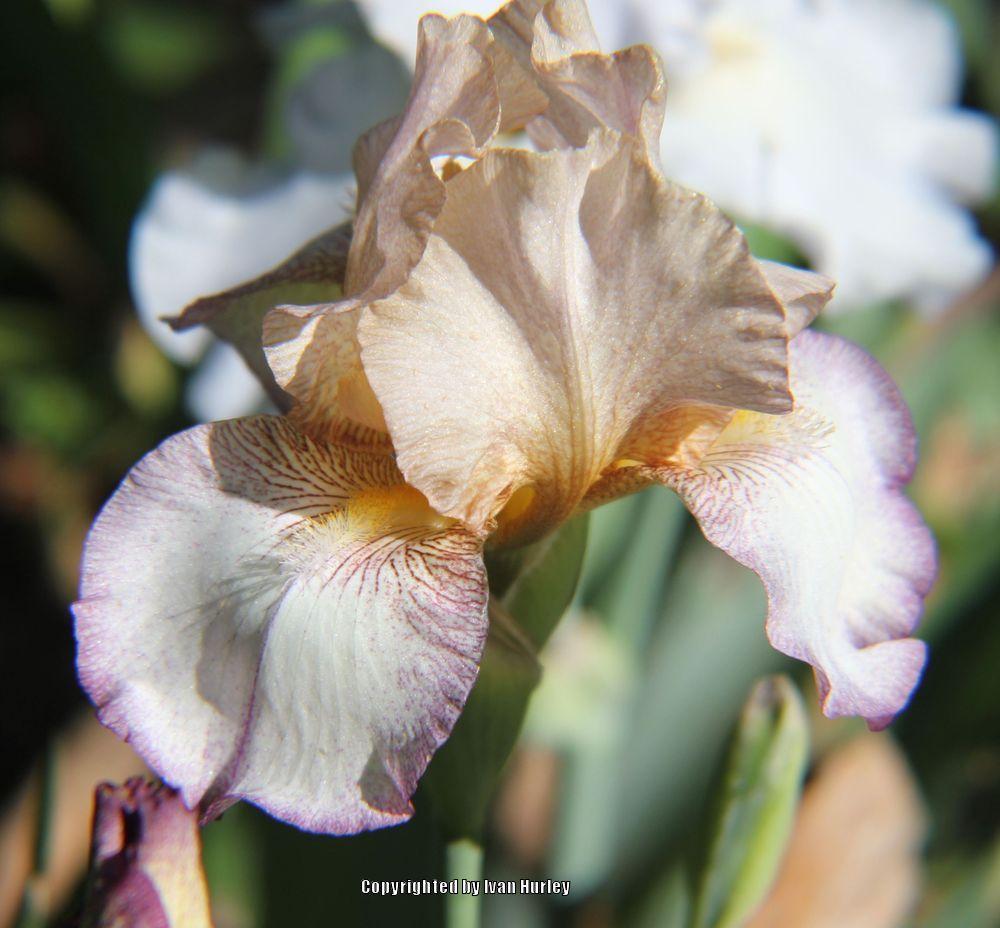 Photo of Tall Bearded Iris (Iris 'Las Vegas') uploaded by Ivan_N_Tx