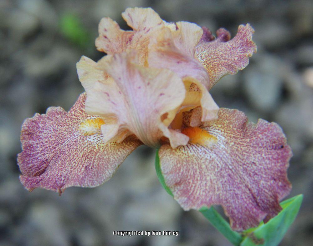 Photo of Tall Bearded Iris (Iris 'Tanzanian Tangerine') uploaded by Ivan_N_Tx
