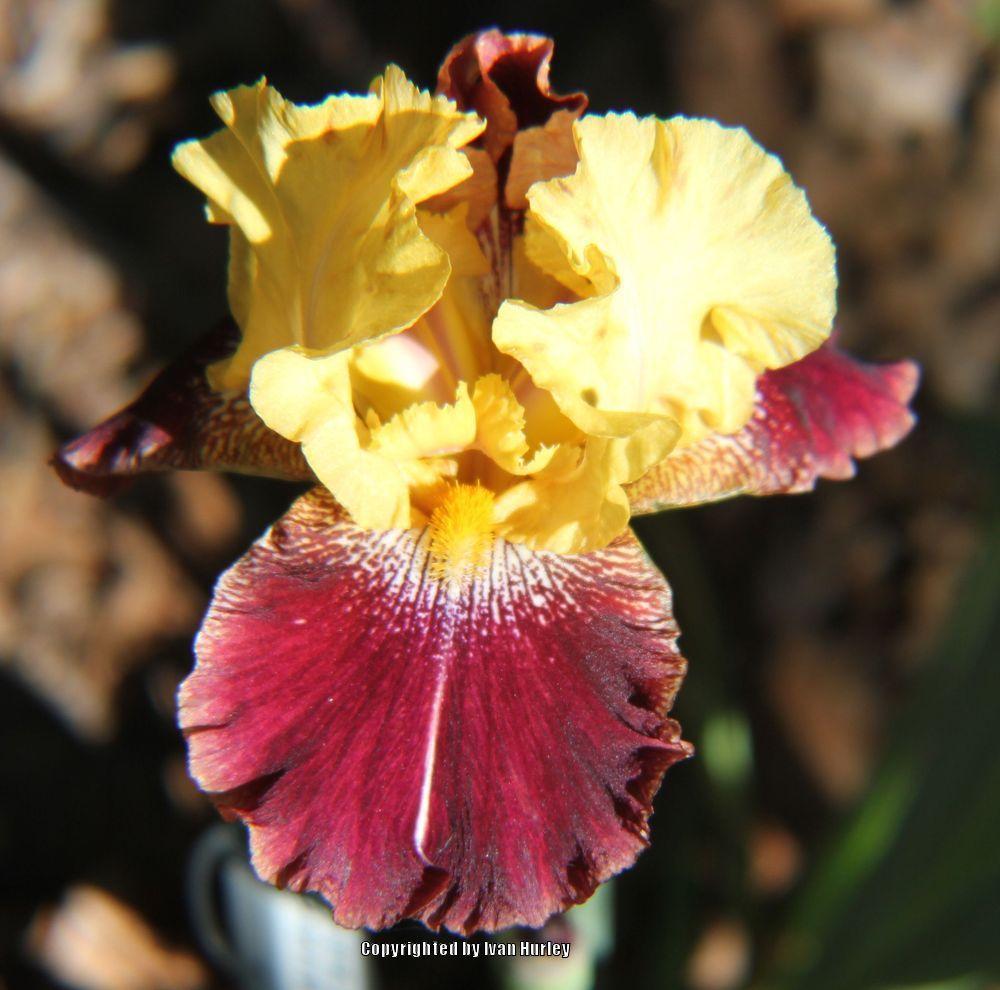Photo of Tall Bearded Iris (Iris 'Ziggy') uploaded by Ivan_N_Tx