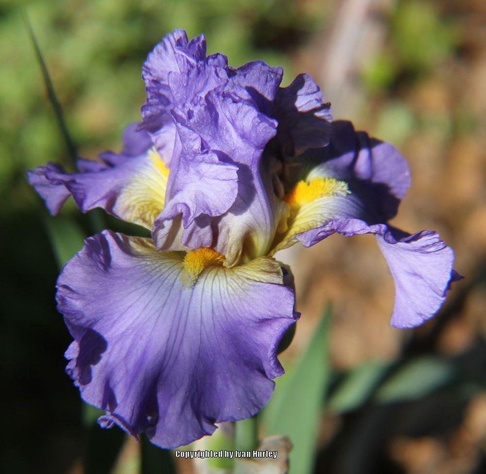 Photo of Tall Bearded Iris (Iris 'Juke Box Hero') uploaded by Ivan_N_Tx