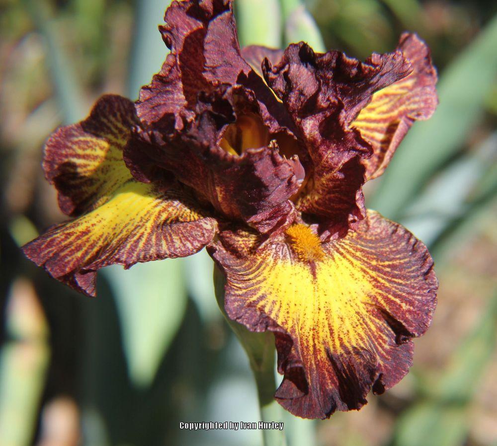 Photo of Tall Bearded Iris (Iris 'Tuscan Summer') uploaded by Ivan_N_Tx