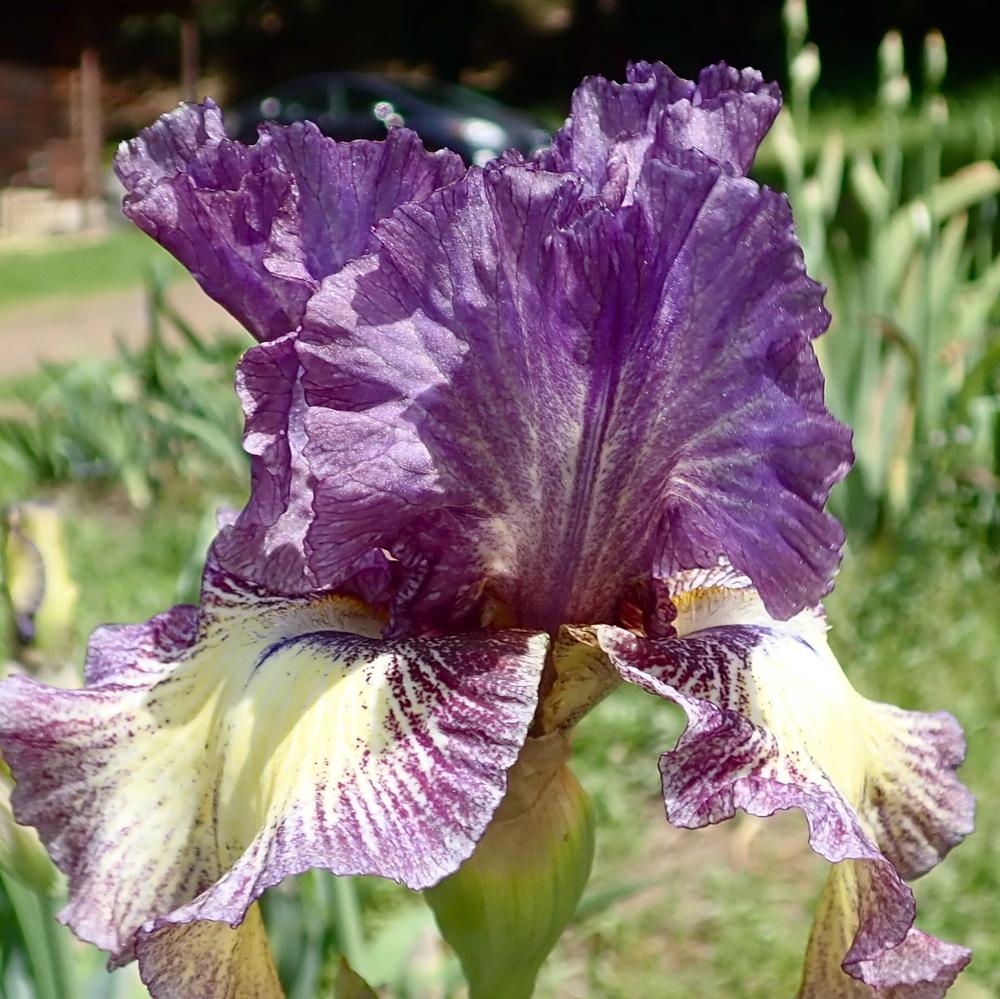 Photo of Tall Bearded Iris (Iris 'Foolish Dreamer') uploaded by janwax