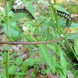 Location: Charleston, SC
Date: 2020-04-14
Monarch caterpillars munching milkweed
