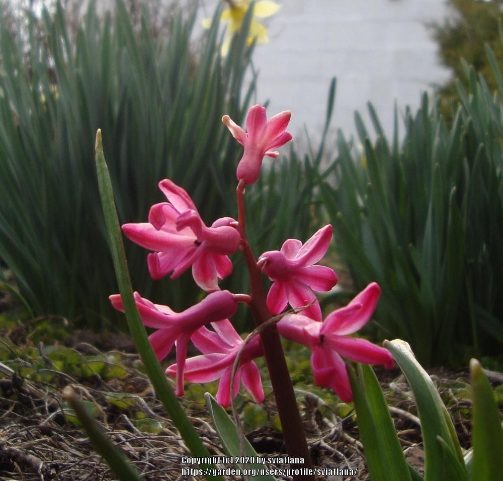 Photo of Hyacinths (Hyacinthus) uploaded by sviatlana