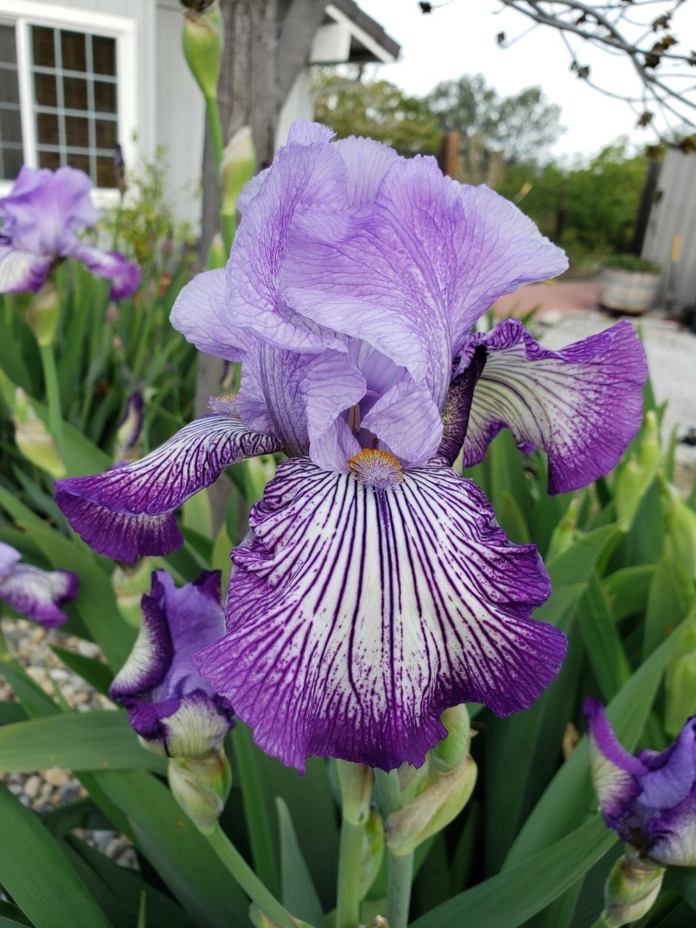 Photo of Tall Bearded Iris (Iris 'Circus Circus') uploaded by AmberIris