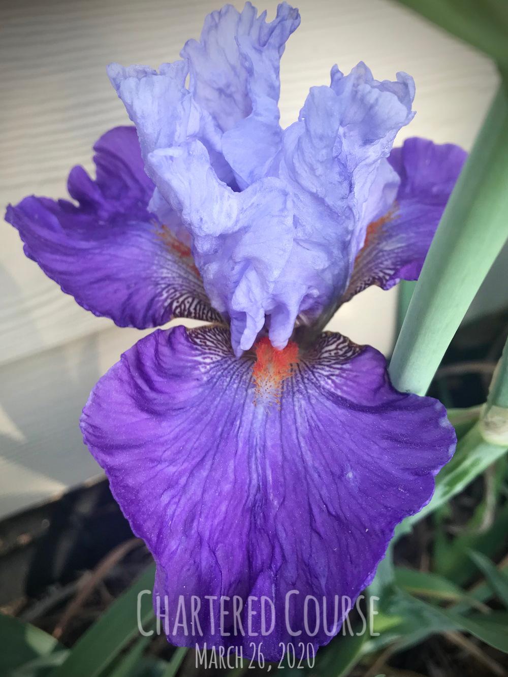 Photo of Tall Bearded Iris (Iris 'Chartered Course') uploaded by AmyFletcher