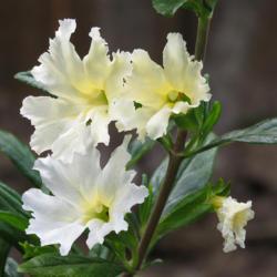 Location: Northern California, Zone 9b
Date: 2020-04-16
Unusual Monkeyflower has large white ruffled blooms set off by da