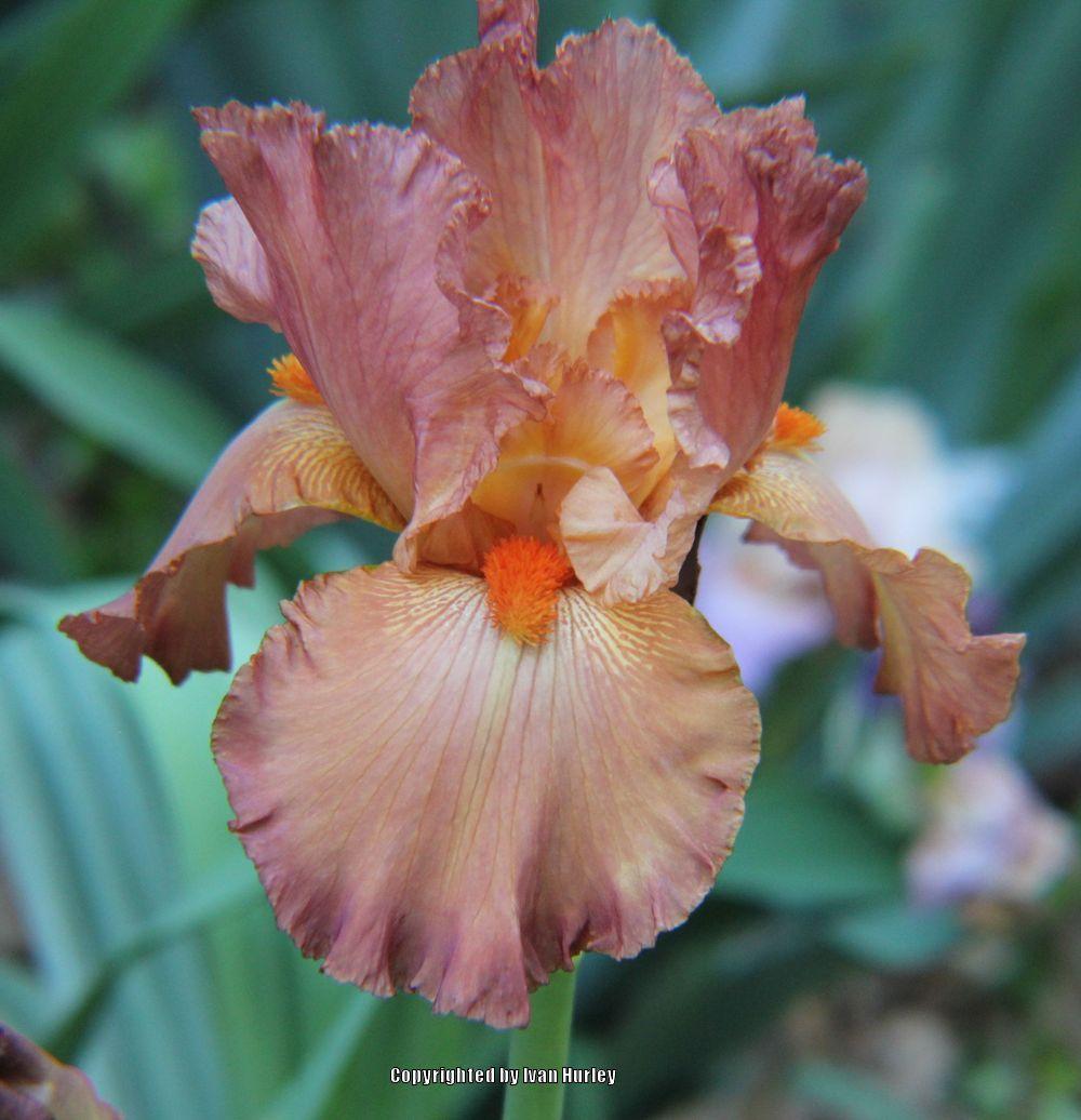 Photo of Tall Bearded Iris (Iris 'Copper Classic') uploaded by Ivan_N_Tx