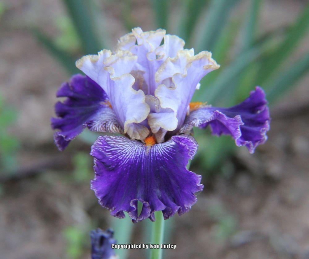 Photo of Tall Bearded Iris (Iris 'Bratislavan Prince') uploaded by Ivan_N_Tx