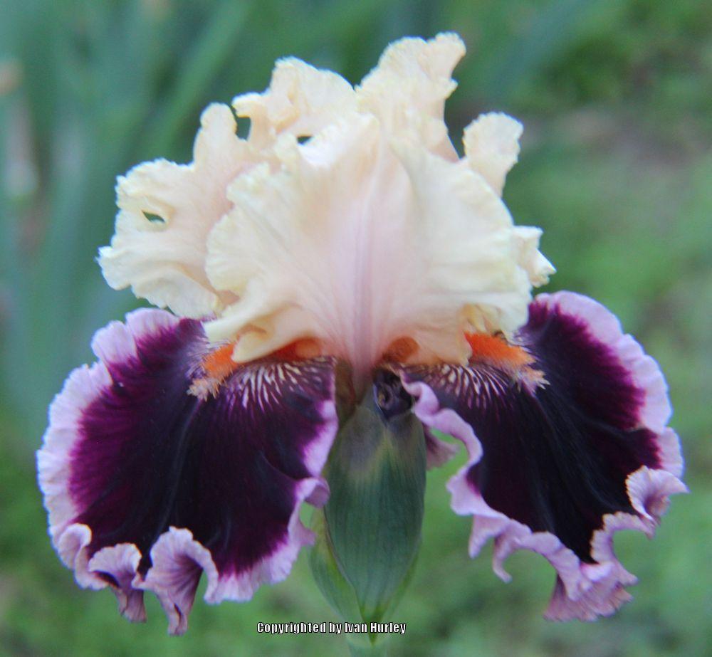 Photo of Tall Bearded Iris (Iris 'Dazzle') uploaded by Ivan_N_Tx