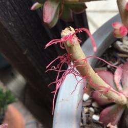 Location: CA
Date: 4/17/2020
Something stringy emerging from my Echeveria’s stem