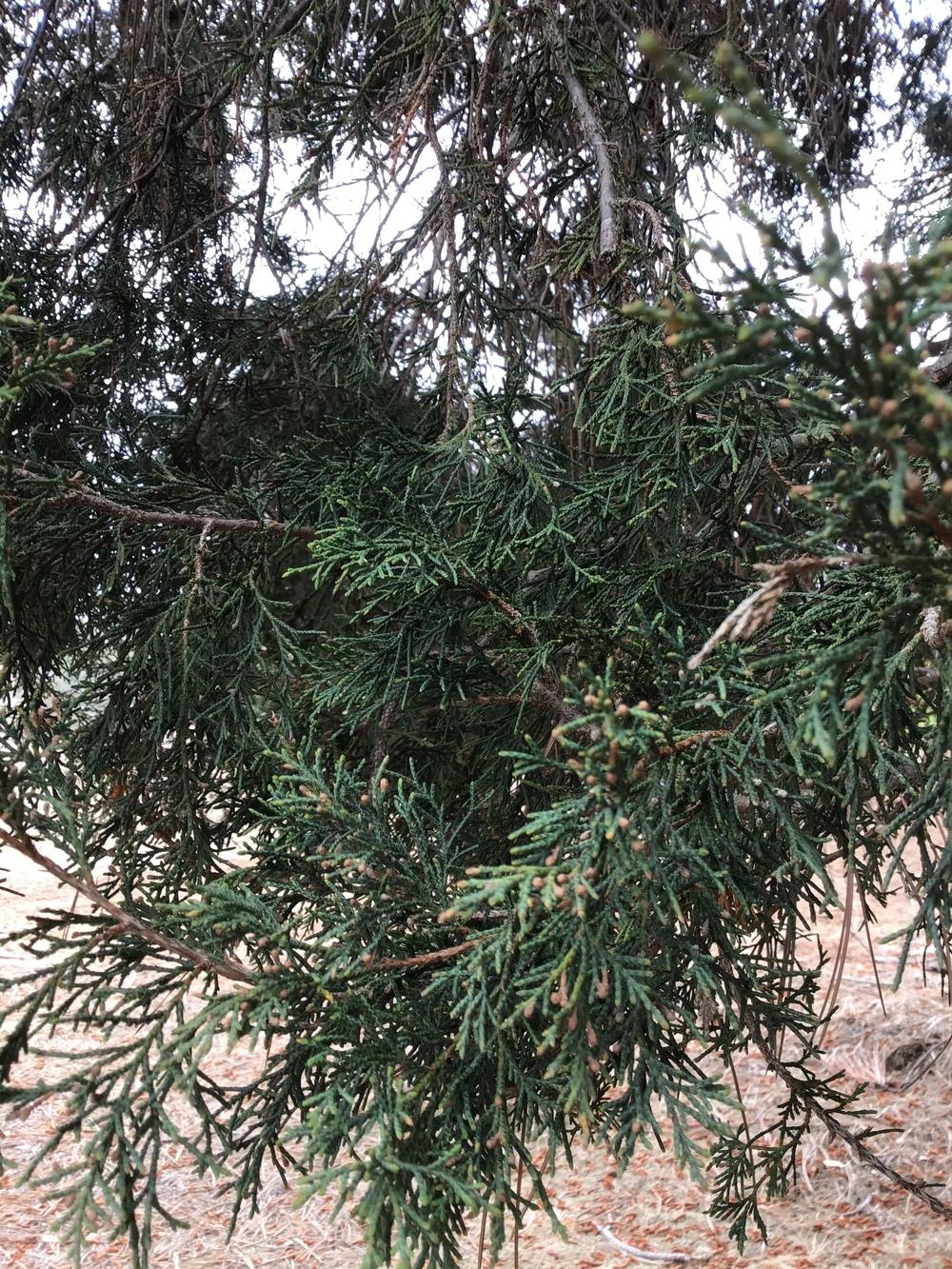 Photo of Juniper (Juniperus) uploaded by KFredenburg