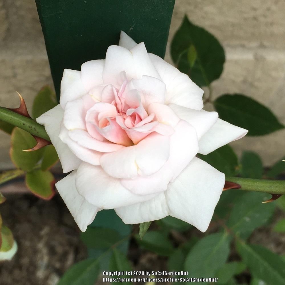 Photo of Climbing Polyantha Rose (Rosa 'Cecile Brunner, Cl.') uploaded by SoCalGardenNut