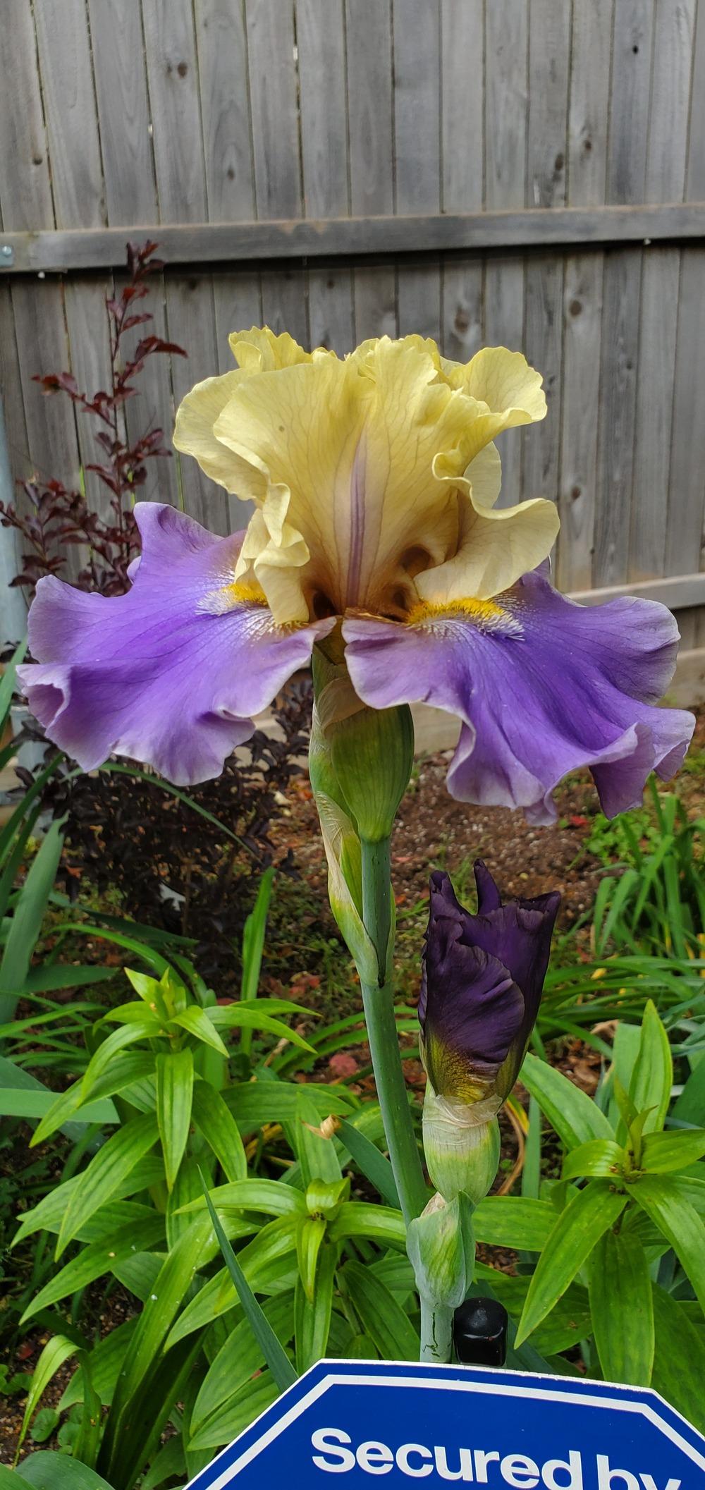 Photo of Tall Bearded Iris (Iris 'First Avenue') uploaded by javaMom