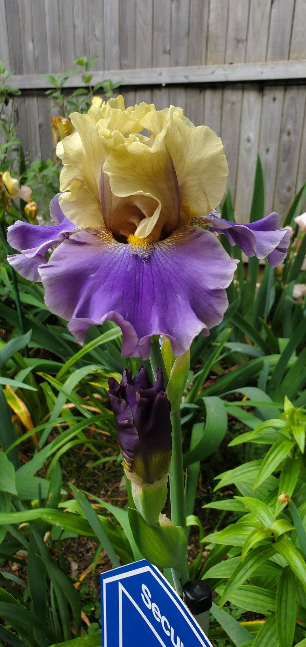 Photo of Tall Bearded Iris (Iris 'First Avenue') uploaded by javaMom