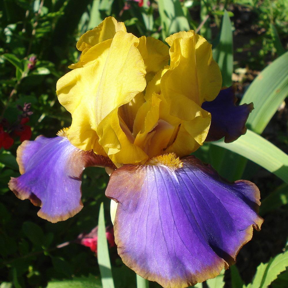 Photo of Tall Bearded Iris (Iris 'Crooked Little Smile') uploaded by lovemyhouse
