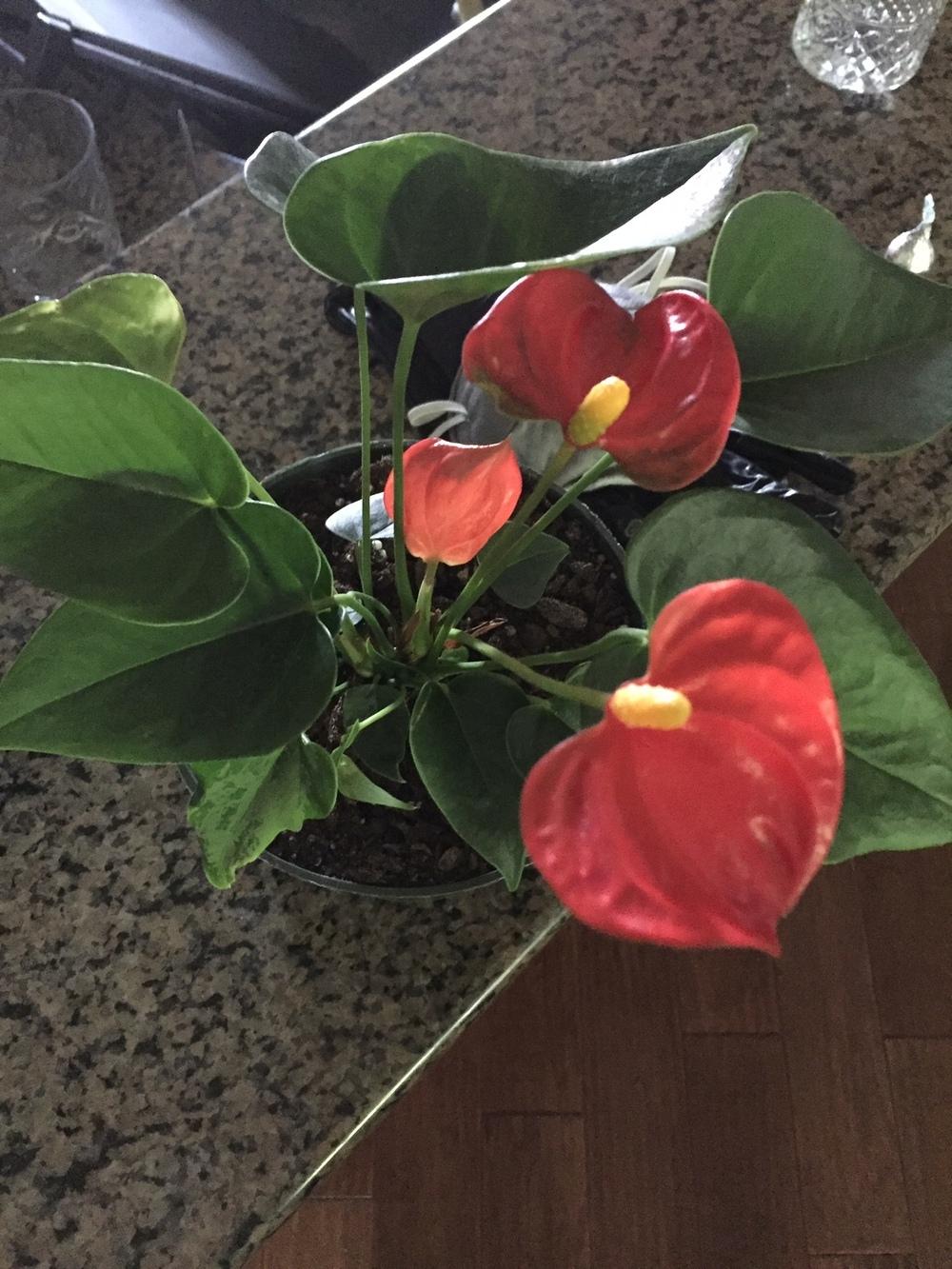 Photo of Anthuriums (Anthurium) uploaded by Davidov173