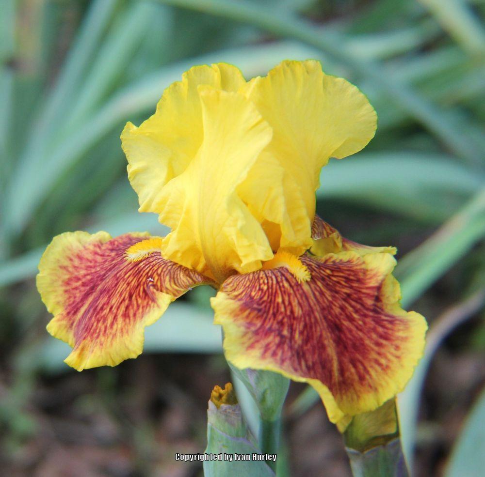 Photo of Tall Bearded Iris (Iris 'Fanfaron') uploaded by Ivan_N_Tx
