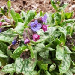 Location: My house 
Date: 2020-04-18
Pulmonaria  officinalis // soldiers and sailors
