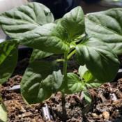 Young Bullnose pepper plant