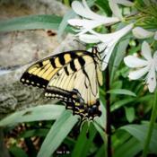 An Eastern #Swallowtail female #Butterfly enjoys the sweet nectar