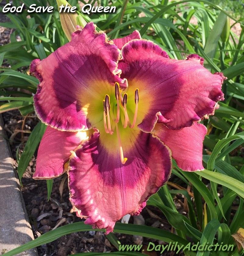 Photo of Daylily (Hemerocallis 'God Save the Queen') uploaded by adc1947