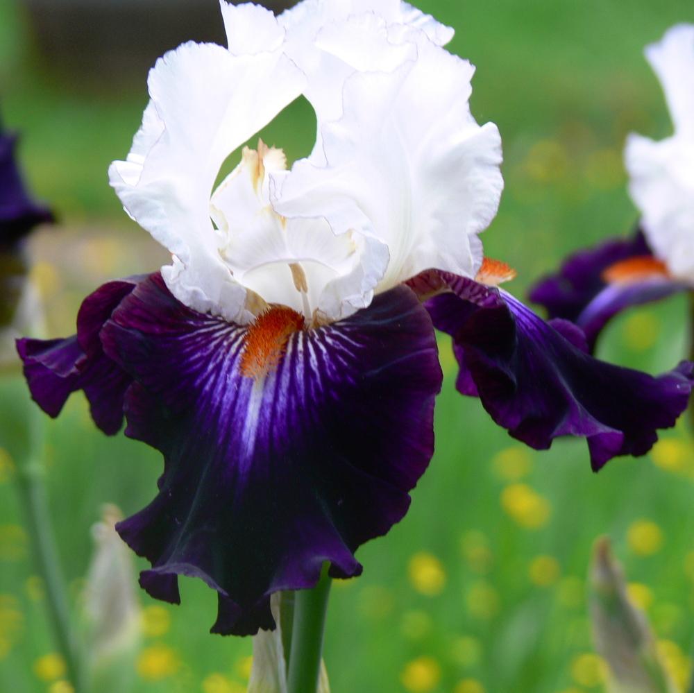 Photo of Tall Bearded Iris (Iris 'Cosmic Celebration') uploaded by janwax