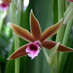 Location: Missouri Botanical Garden 2004 Orchid Show
Date: 2004-02-13
Phaius tankervilleae
