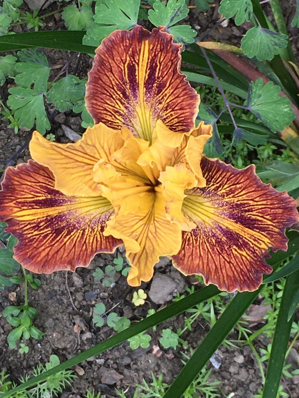 Photo of Pacific Coast Iris (Iris 'Lines That Rhyme') uploaded by lilpod13