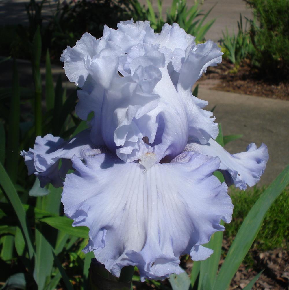 Photo of Tall Bearded Iris (Iris 'Through the Clouds') uploaded by lovemyhouse