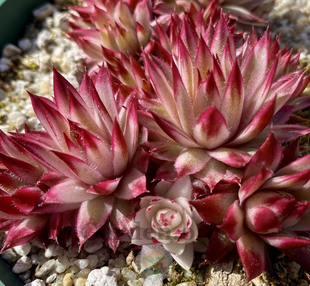 Photo of Hen and Chick (Sempervivum 'Saxon') uploaded by springcolor