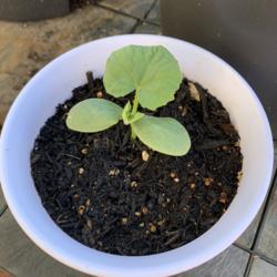 Location: Peoria, AZ
Date: 04-17-2020
True leaf on cucumber seedling