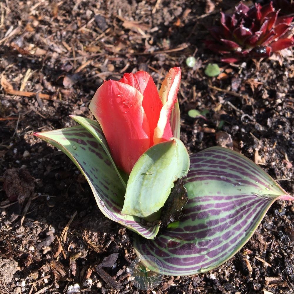 Photo of Waterlily Tulip (Tulipa kaufmanniana 'Hearts Delight') uploaded by BlueOddish
