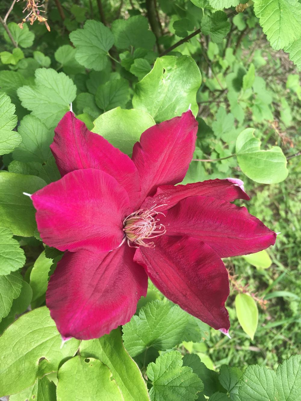 Photo of Clematis Rebecca™ uploaded by Calif_Sue