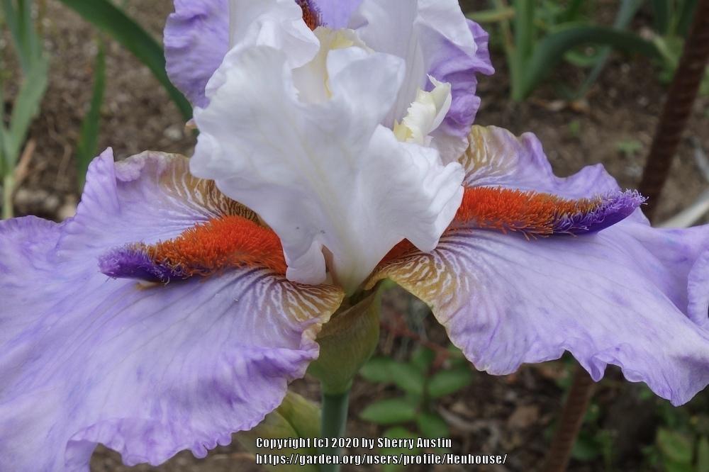 Photo of Tall Bearded Iris (Iris 'Stolen Identity') uploaded by Henhouse