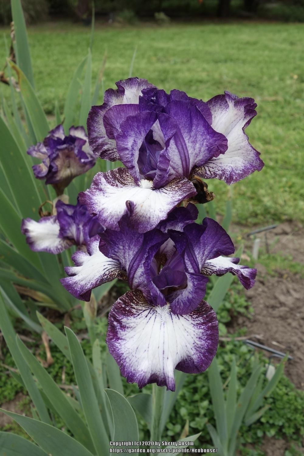 Photo of Tall Bearded Iris (Iris 'Zee') uploaded by Henhouse