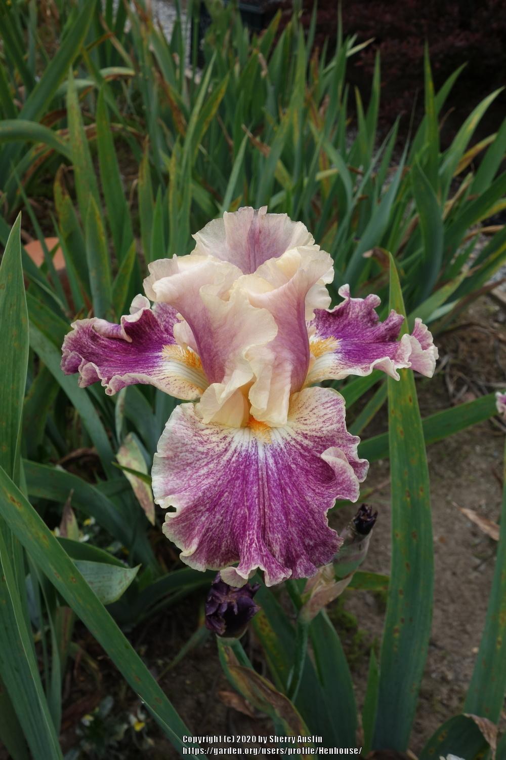 Photo of Tall Bearded Iris (Iris 'Celtic Tartan') uploaded by Henhouse