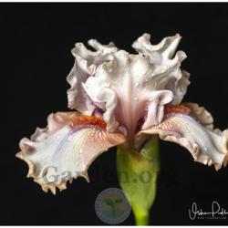 Location: My garden-Zone 9a
Date: 2020-04-20
Double Platinum - Tall Bearded Iris