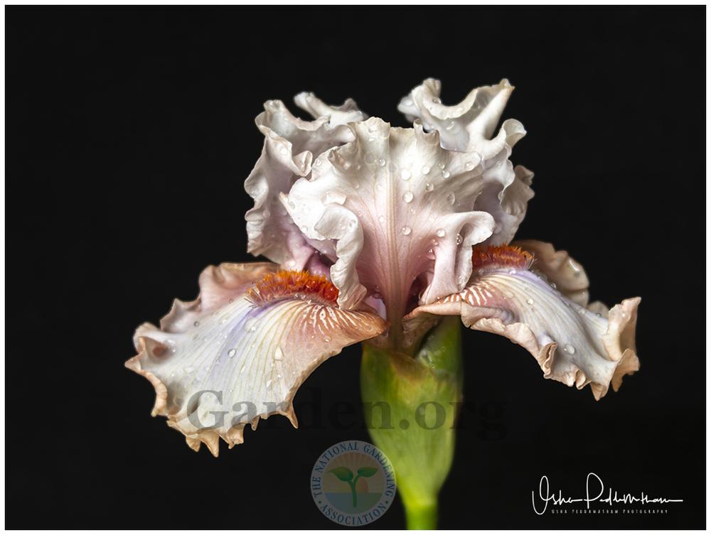 Photo of Tall Bearded Iris (Iris 'Double Platinum') uploaded by Jacaranda