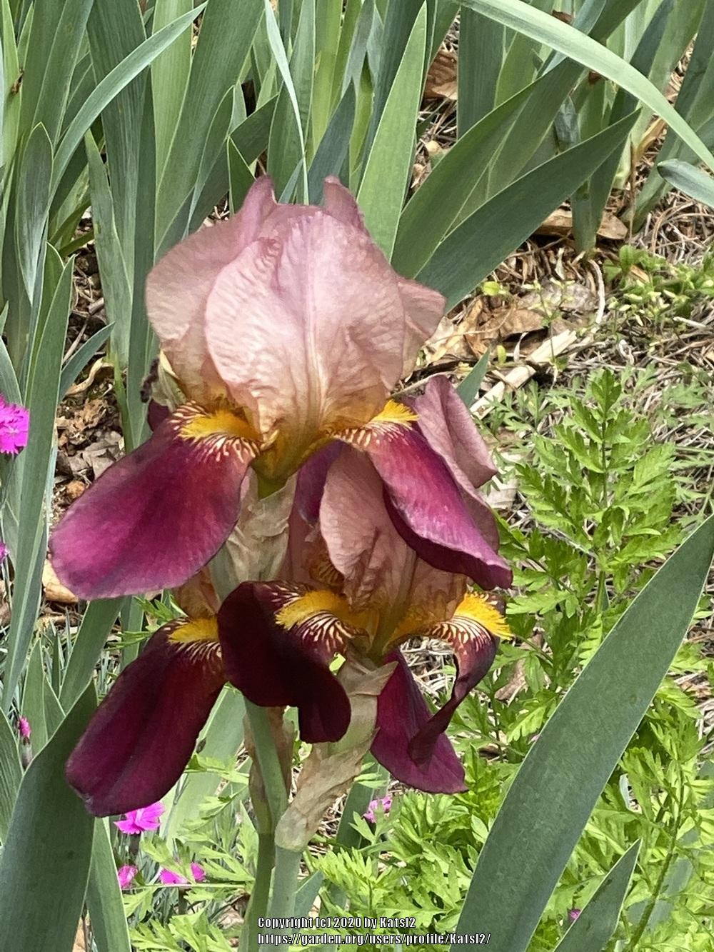 Photo of Tall Bearded Iris (Iris 'Indian Chief') uploaded by KatsI2
