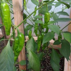Location: Stroudsburg, PA
Date: 2019-07-21
Shishito pepper plant in greenhouse July 2019
