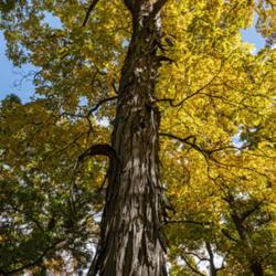 Location: Forest Hill Cemetery, Ann Arbor, Michigan
Date: 2019-10-20
Towering trunk of a shagbark hickory in fall.  The color is worth