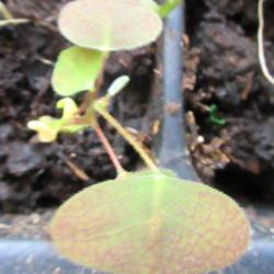 Location: indoors Toronto, Ontario
Date: 2020-04-18
Red Butterfly Wing (Christia vespertilionis) seedling.