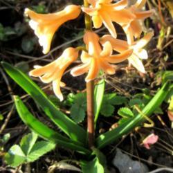 Location: Toronto, Ontario
Date: 2020-04-19
Hyacinth (Hyacinthus orientalis 'Gipsy Queen') blooming in spring