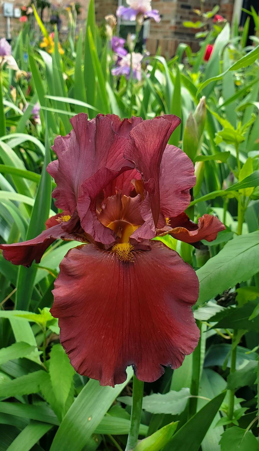 Photo of Tall Bearded Iris (Iris 'Dynamite') uploaded by javaMom