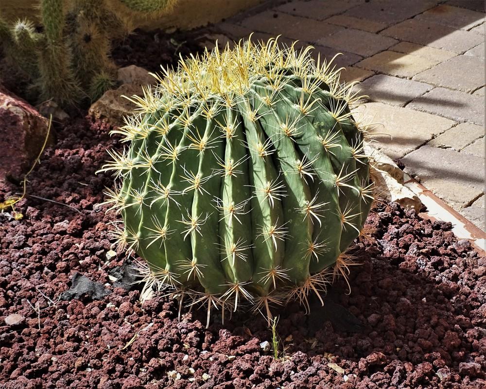 Photo of Arizona Barrel Cactus (Ferocactus wislizeni) uploaded by lasertrimguy