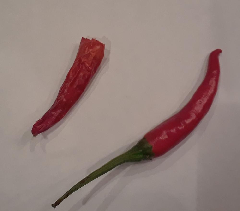 Photo of Hot Pepper (Capsicum annuum 'Thai Dragon') uploaded by Cheesymite589