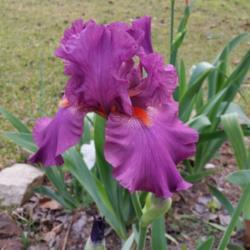 Location: Nocona,Texas zn.7 My gardens
Date: April 19,2020
An unusual color for my gardens..LOVE IT!