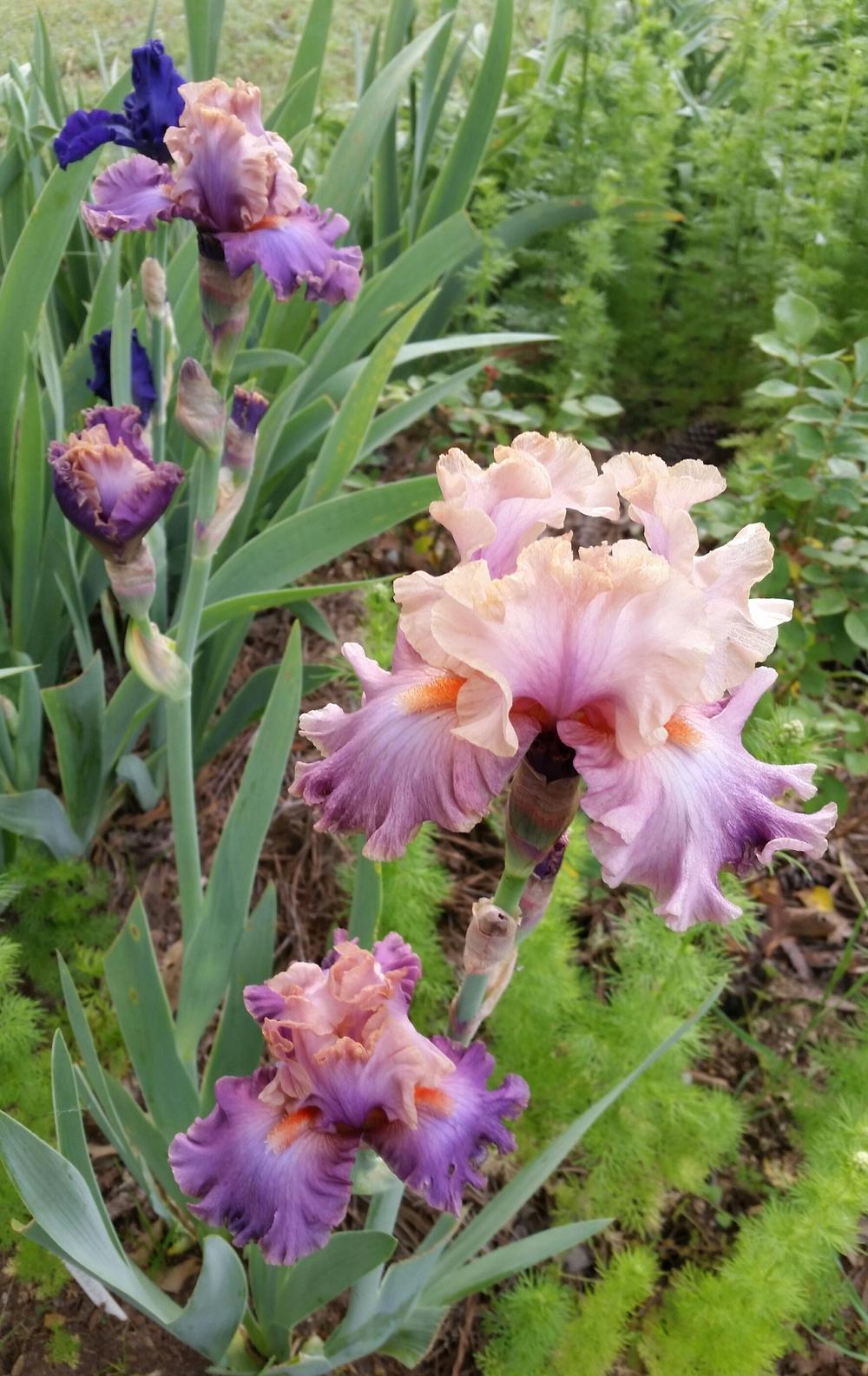 Photo of Tall Bearded Iris (Iris 'Photogenic') uploaded by FAIRYROSE
